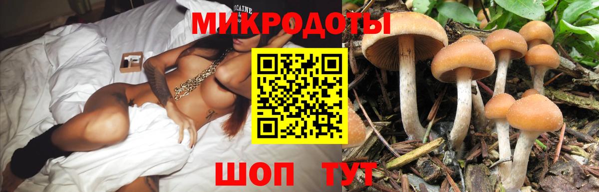 Псилоцибиновые грибы Psilocybe Ижевск